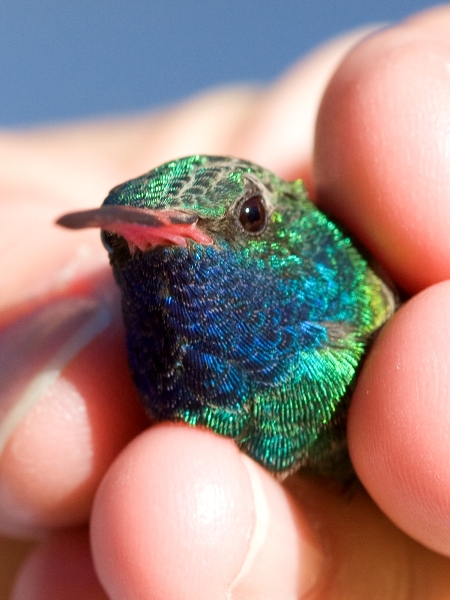 Broad-billed Hummingbird